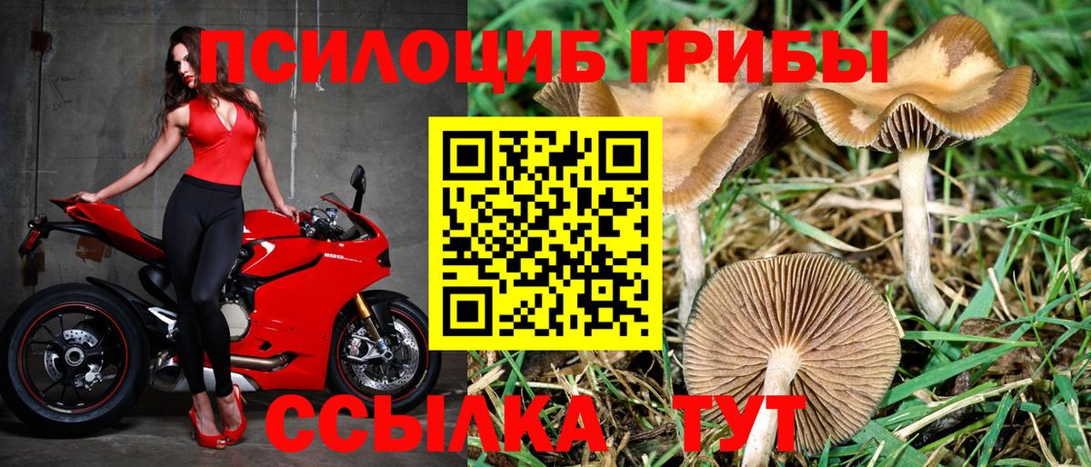 Псилоцибиновые грибы GOLDEN TEACHER Гатчина